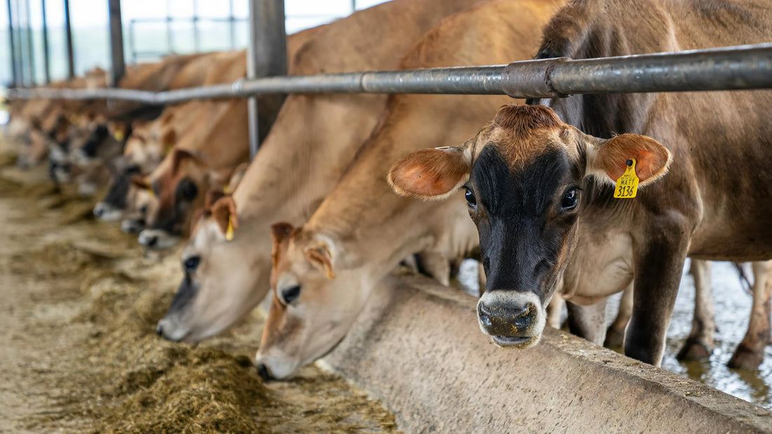 Cattle eating hay with natural zeolite additive