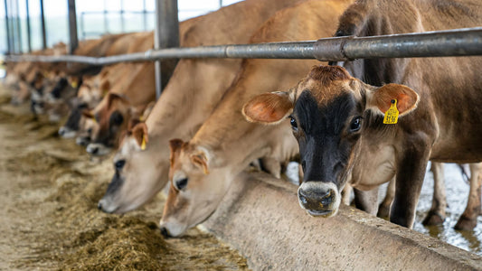 Cattle eating hay with natural zeolite additive